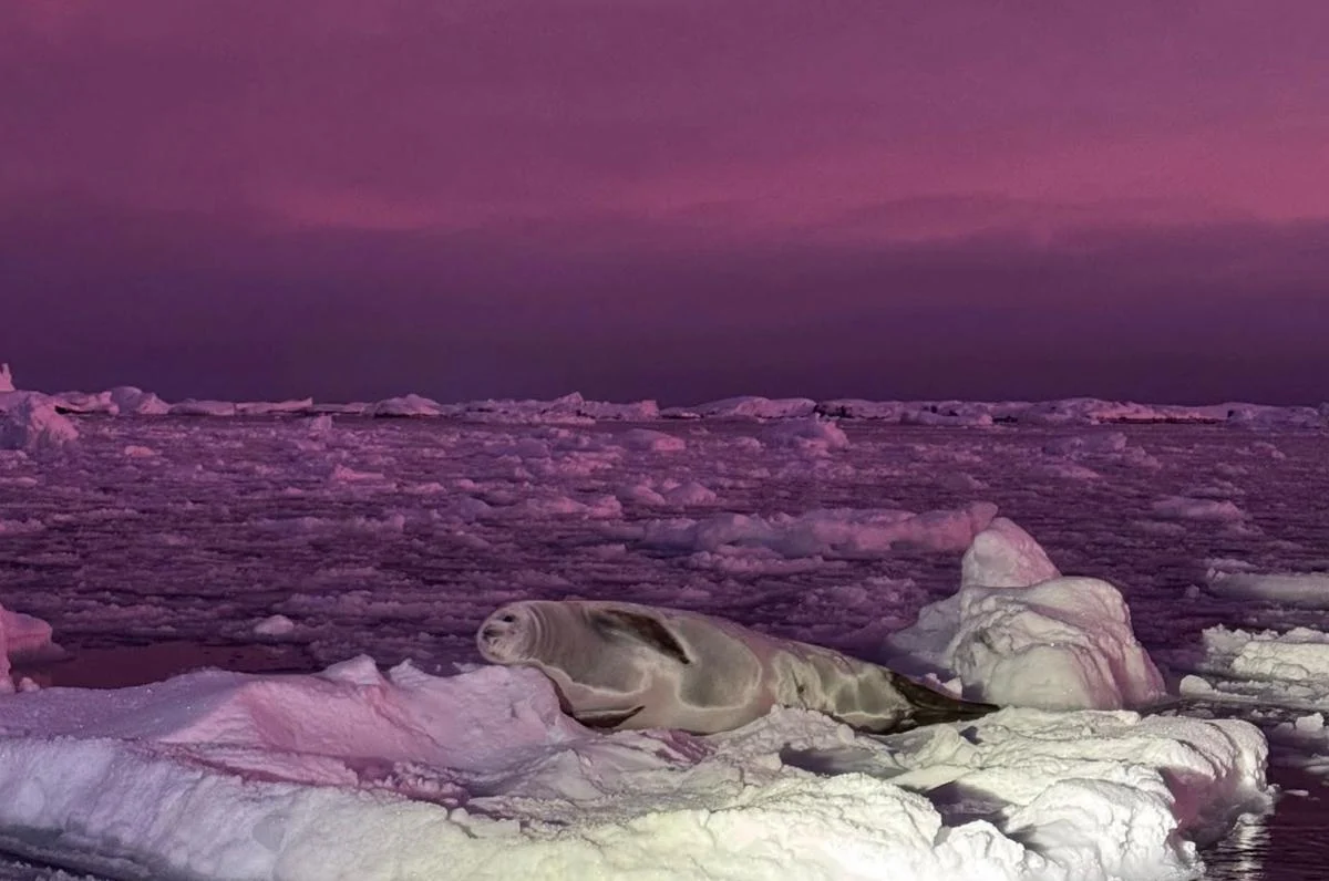 Полярники показали «черничное» небо над Антарктикой