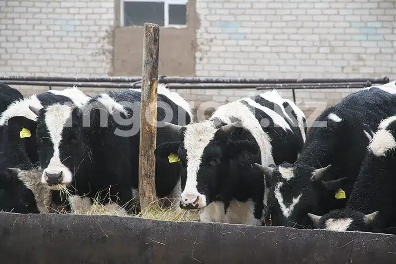 21 случай бруцеллёза зарегистрирован в ЗКО