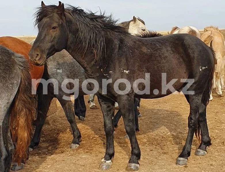 Табун лошадей украли у жителя ЗКО