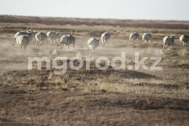 Число сайгаков в ЗКО превысило 1,6 млн: часть хотят переправить в Россию