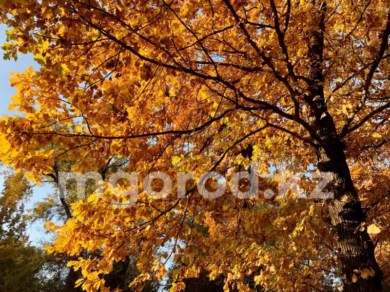 Погода на 6 ноября в Уральске