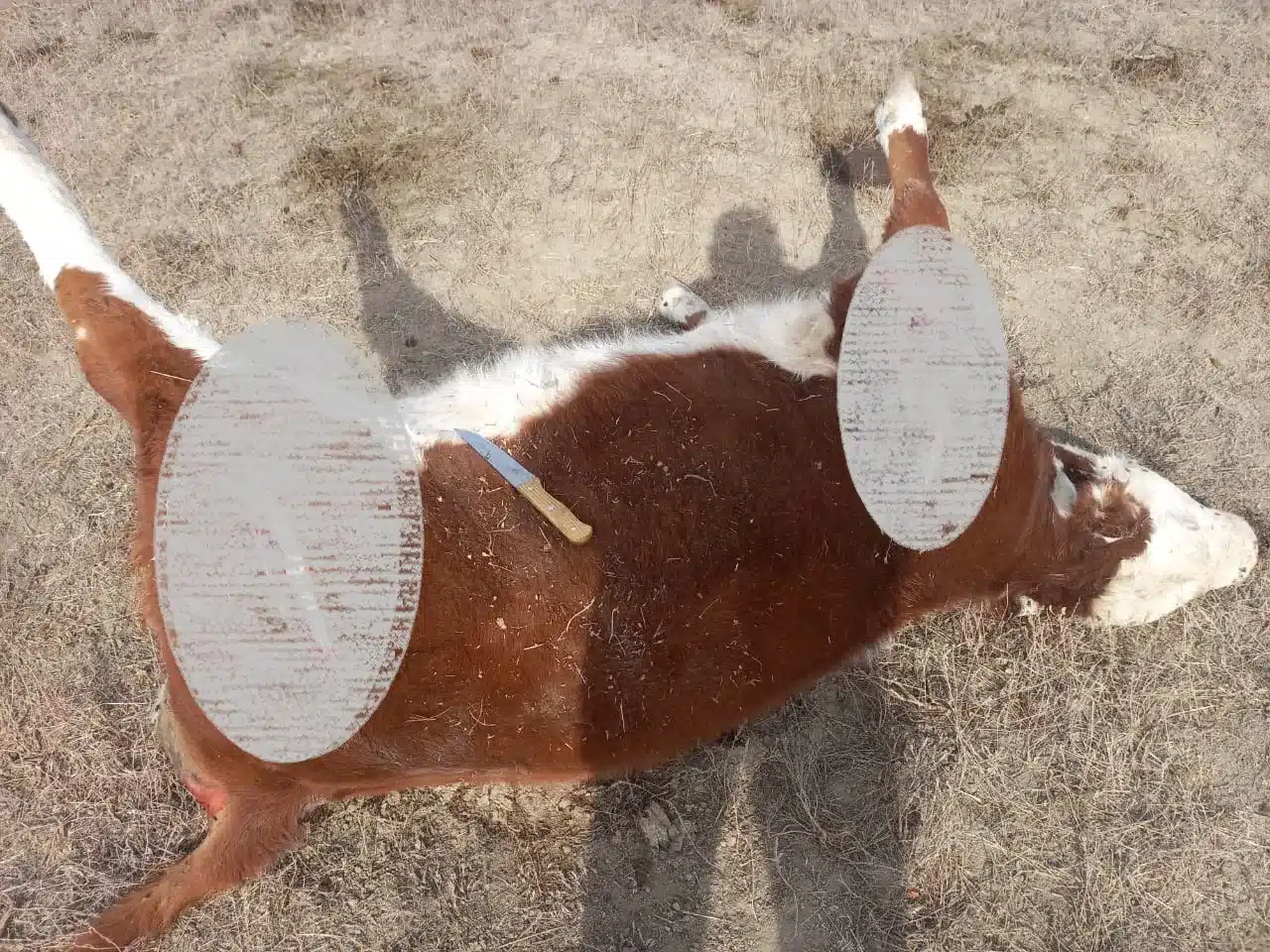 На массовый падёж скота жалуются фермеры ЗКО