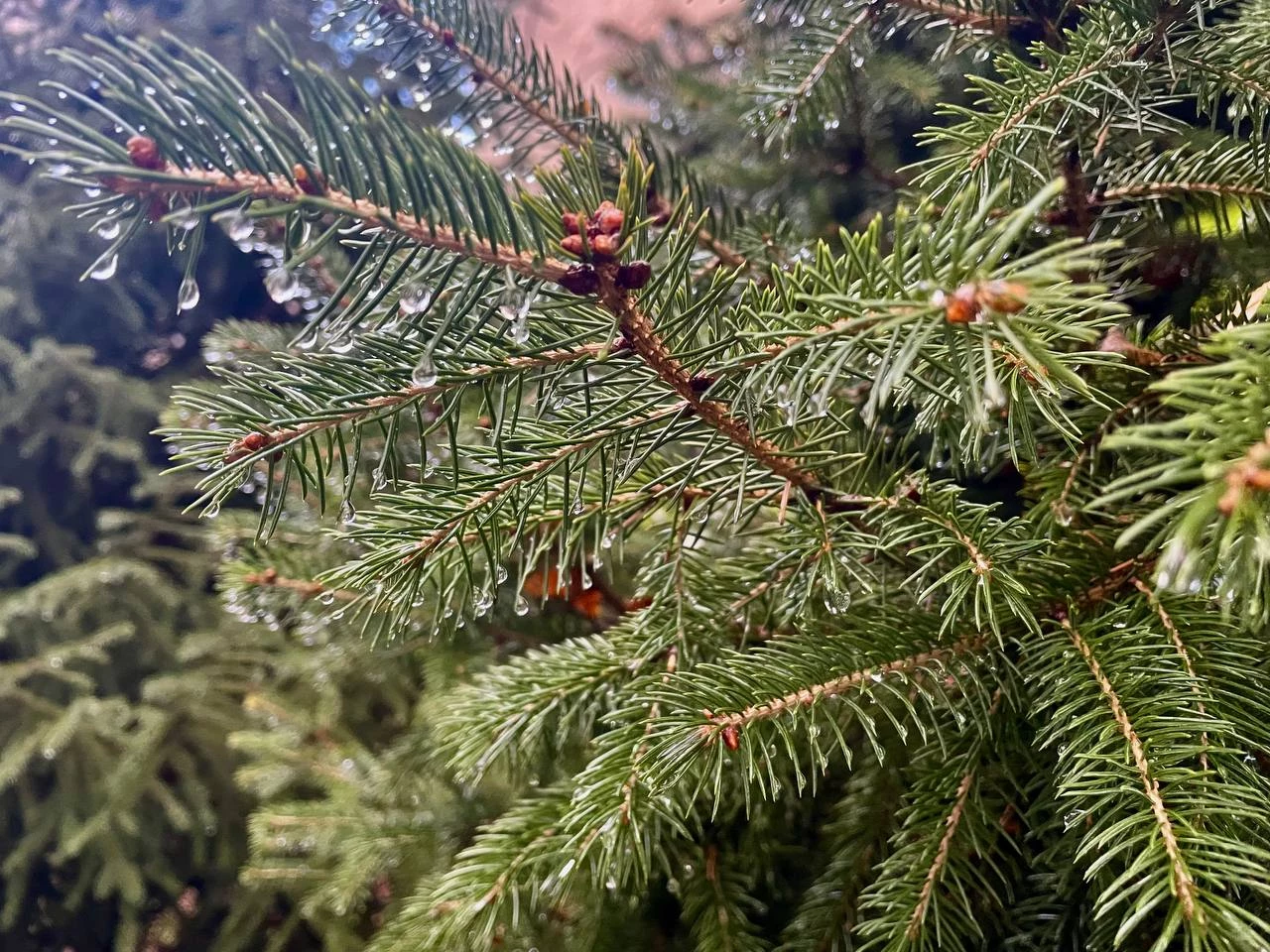 В Уральске ожидается дождь