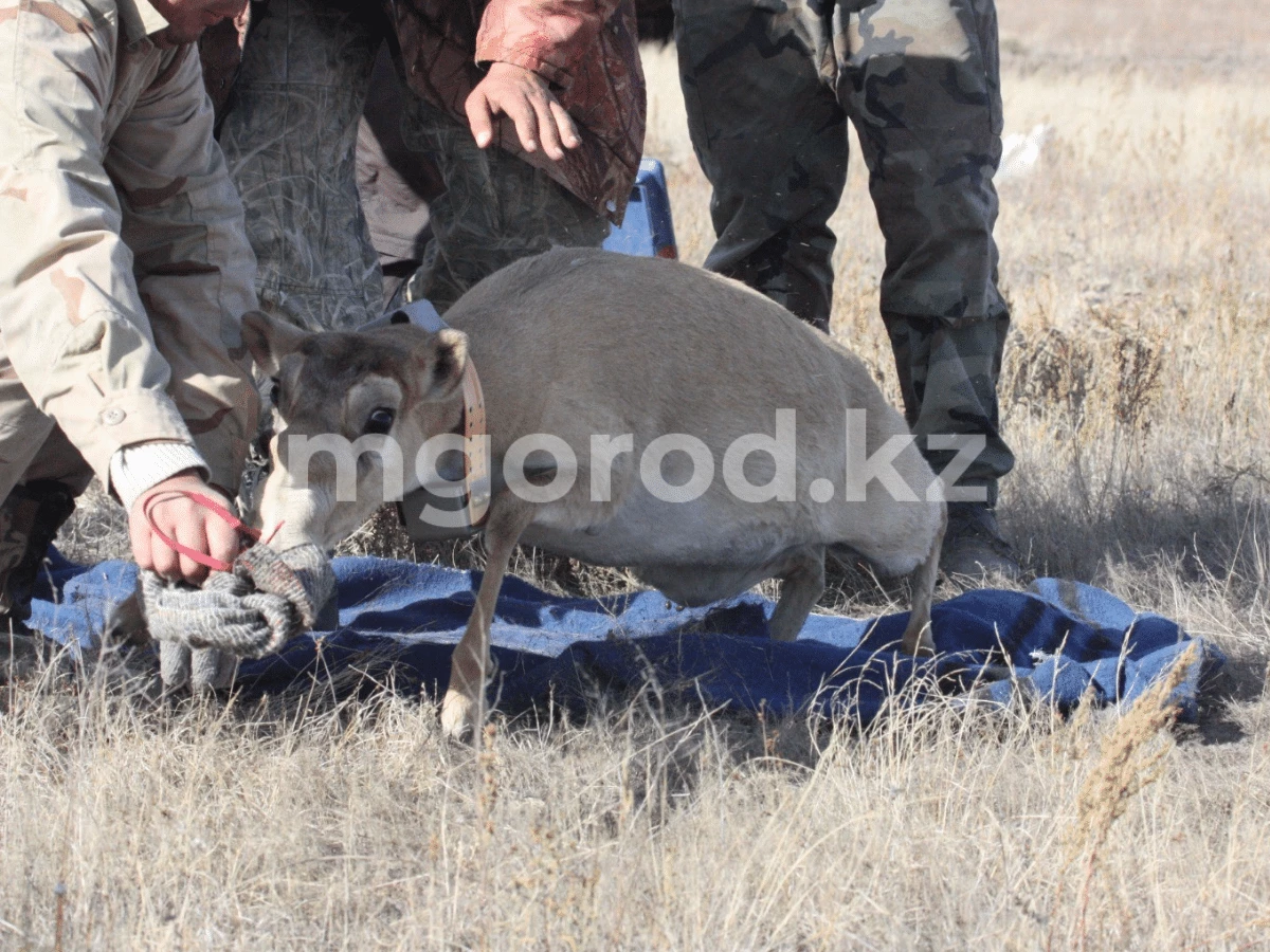 Мясо сайги спросом не пользуется — аким ЗКО