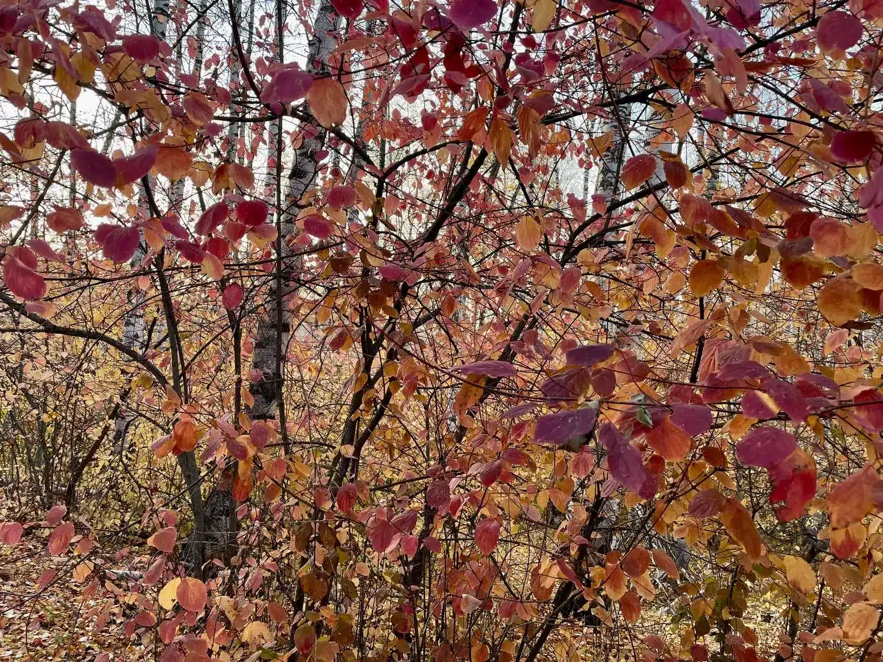 В Уральске ожидается похолодание