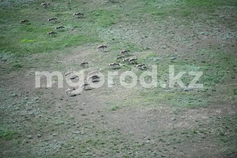 Сроки проведения учёта сайгаков установили в Казахстане