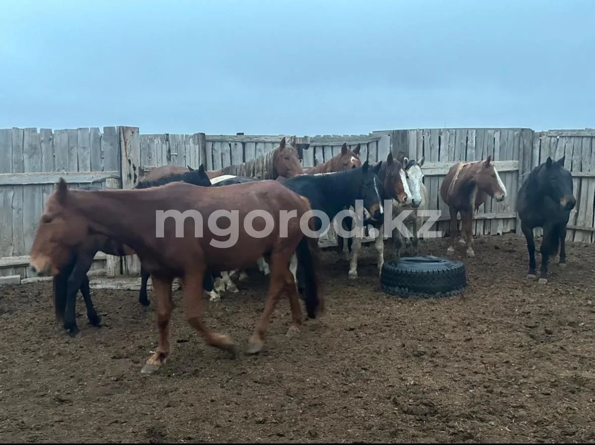 Полицейские вернули десяток украденных лошадей жителю ЗКО