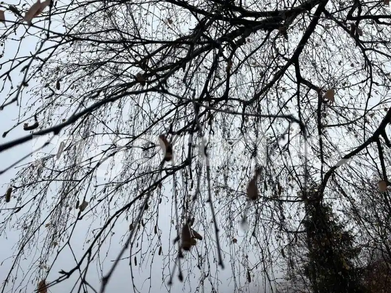 Туман и гололёд ожидаются в ЗКО