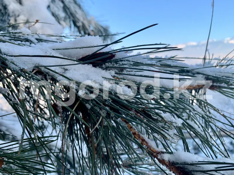 Погода на 30 декабря в Уральске