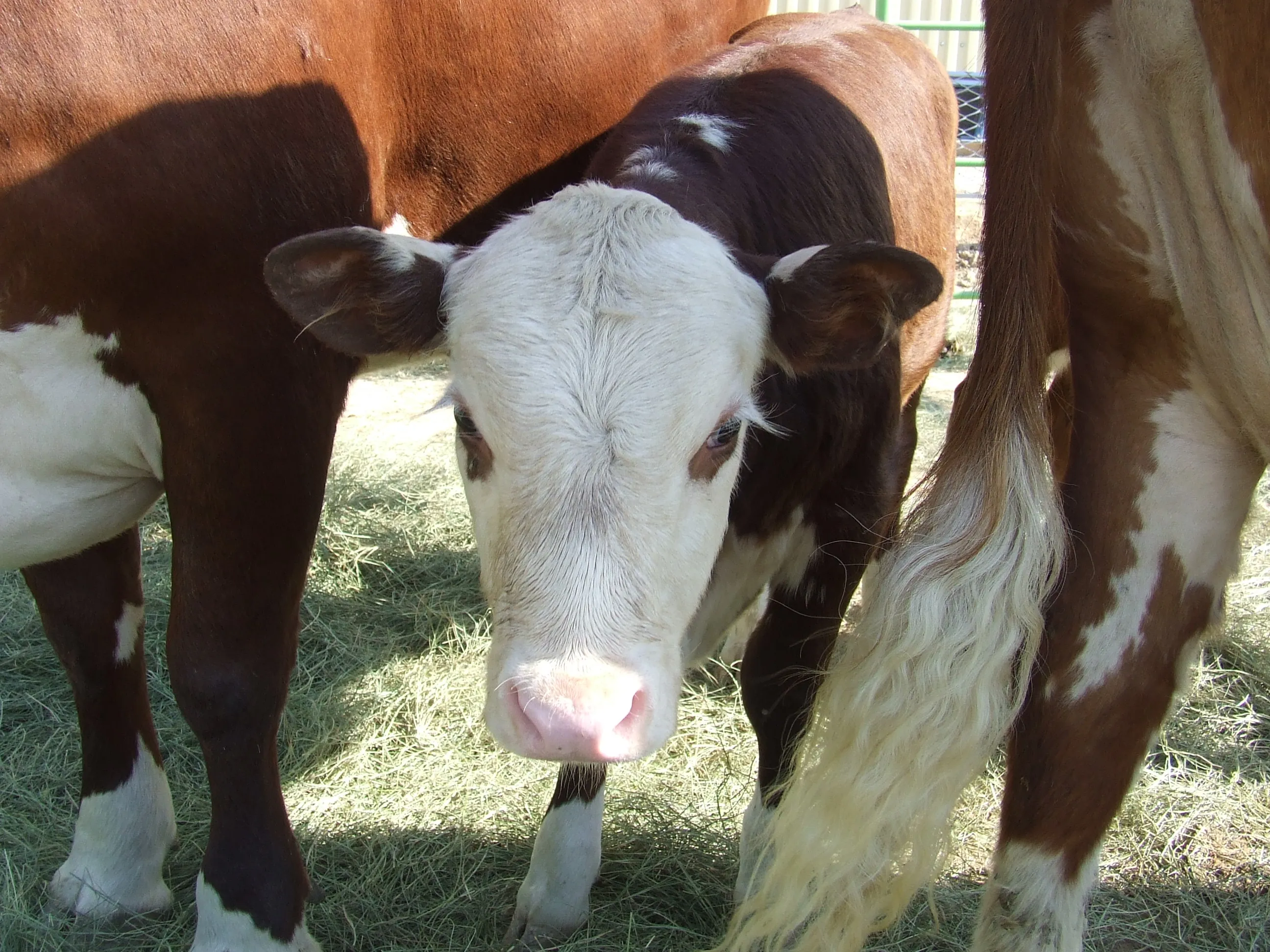 Ветеринары в ЗКО необоснованно повысили стоимость своих услуг