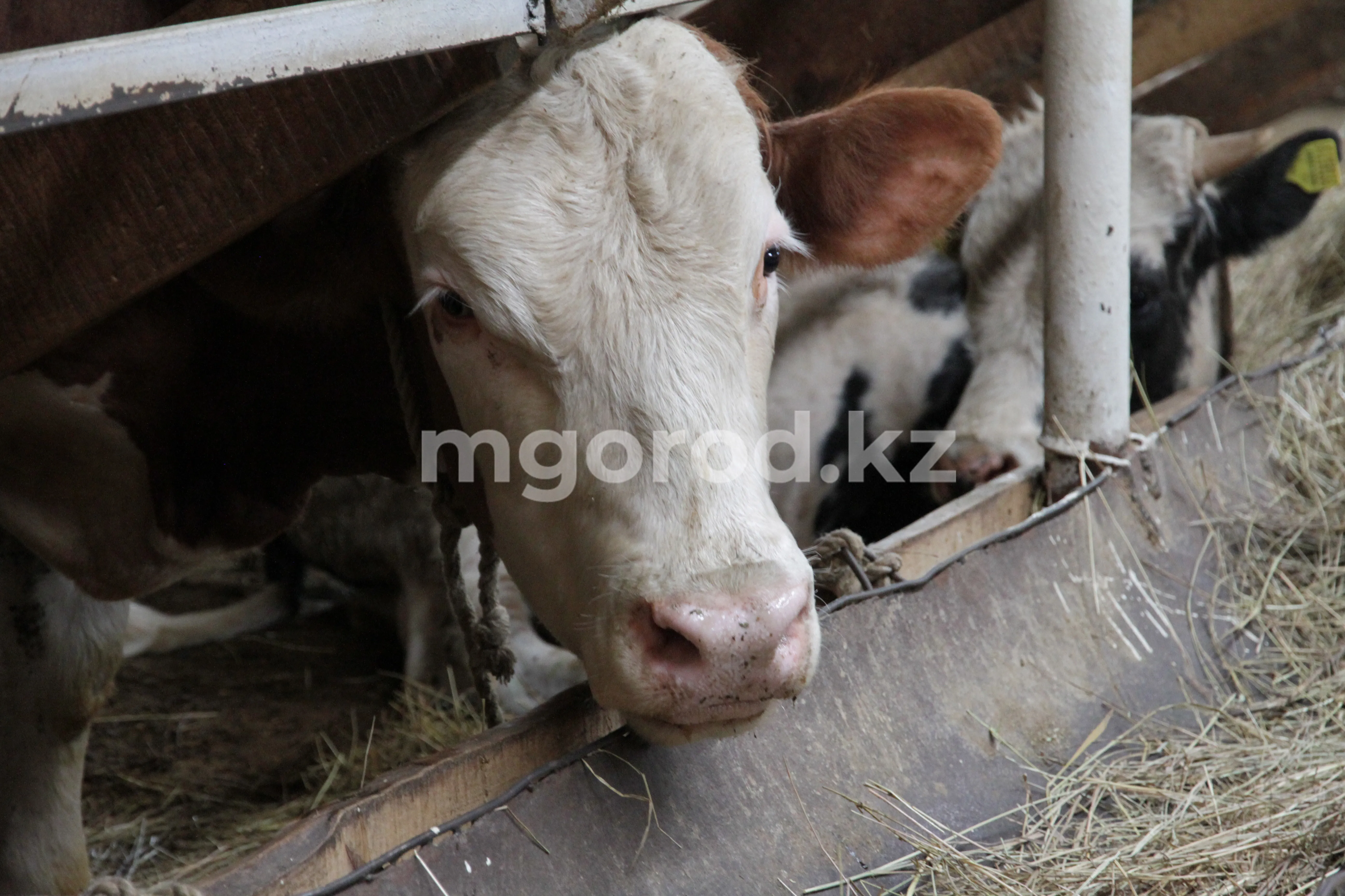 33 тысяч голов скота необоснованно вакцинировали в ЗКО