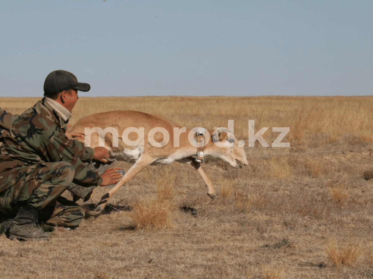 Отстрел сайгаков приостановлен с 10 февраля