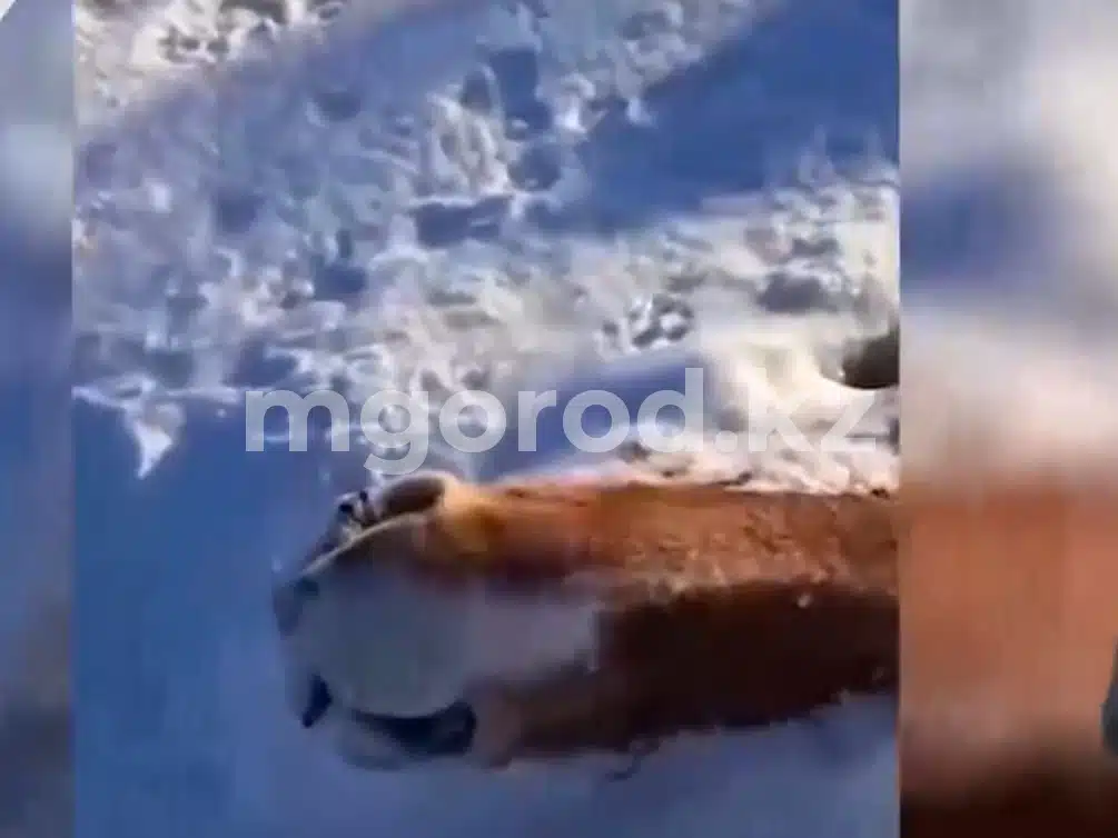 Табун лошадей замерз в Актюбинской области