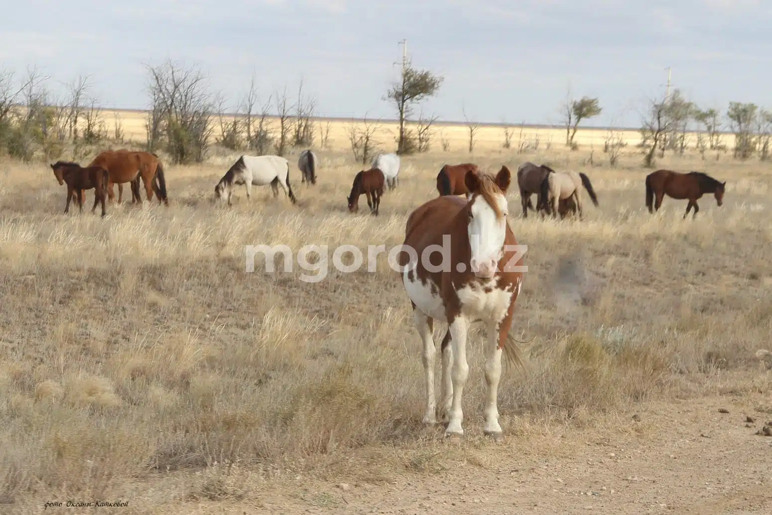Больше половины скотомогильников в ЗКО не соответствуют требованиям