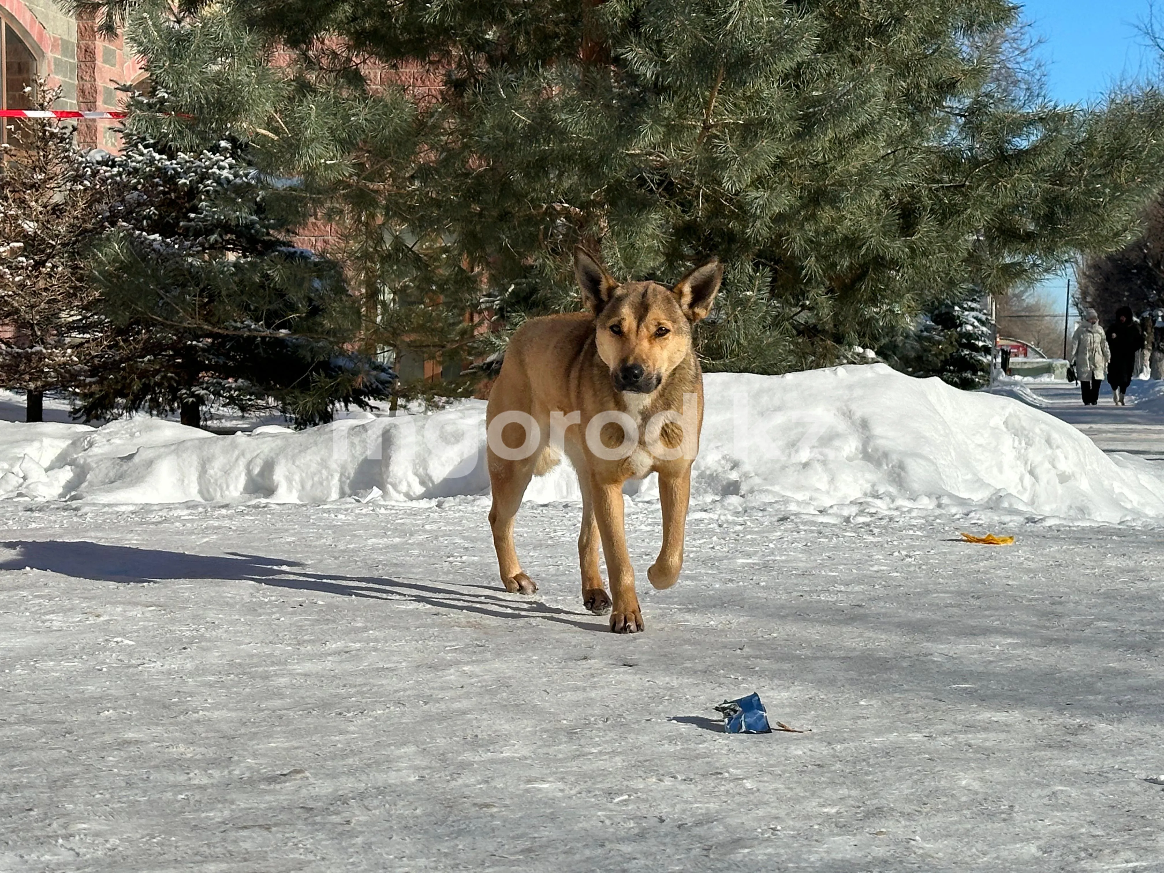 В Казахстане предложили усыплять агрессивных животных