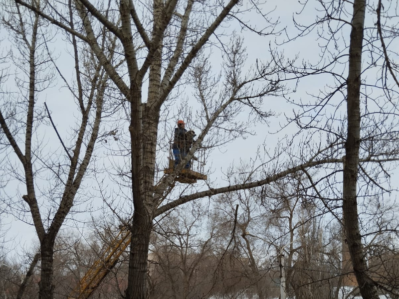 Уральцев возмутило кронирование многолетних деревьев зимой