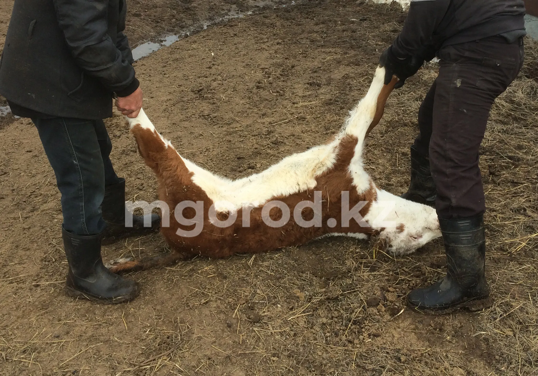 Свыше 3 миллионов тенге за больной скот не выплатили актюбинским фермерам