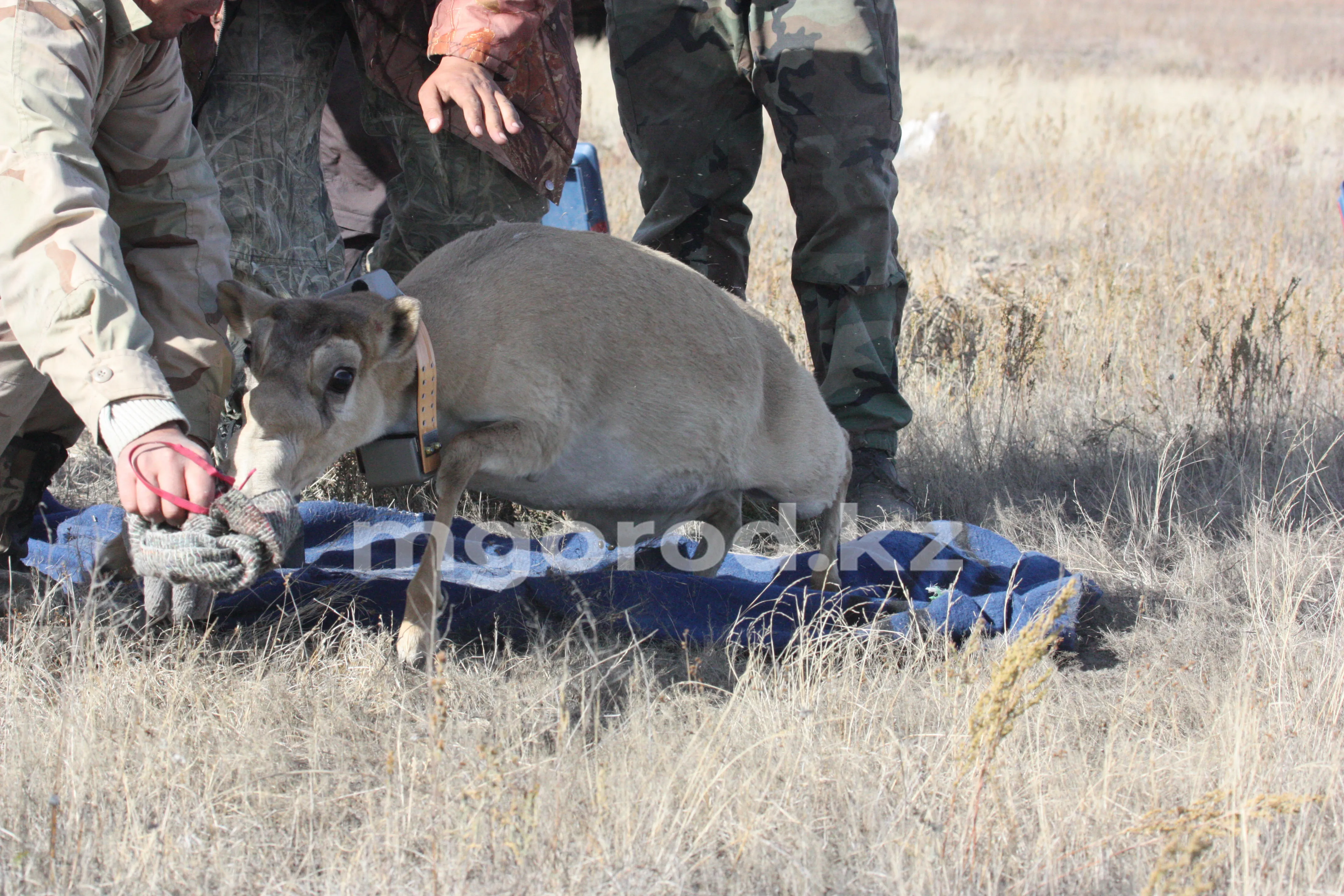Деньги на отстрел и отлов сайги из бюджета не выделялись — министр экологии РК