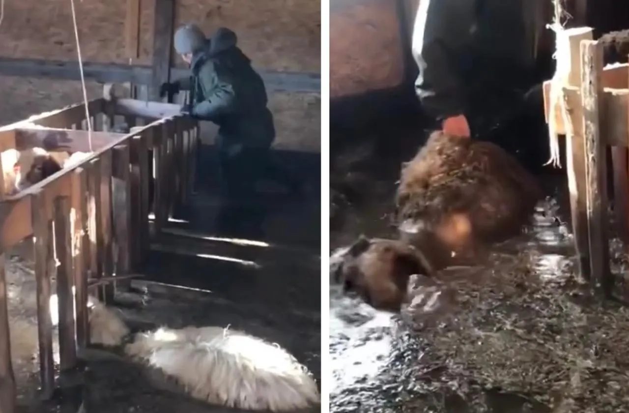 Паводок в ЗКО: подтверждён падёж 2 399 голов скота