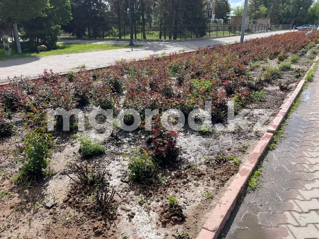 В каких частях Уральска высадят газоны и клумбы