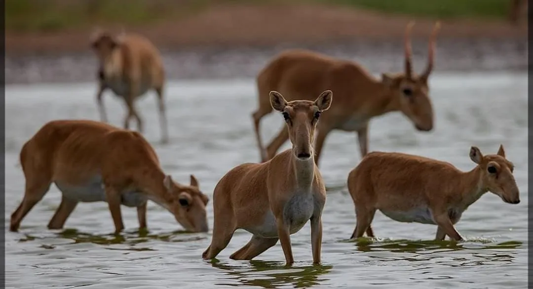 О возможном ущербе от сайгаков предупредили крестьян ЗКО