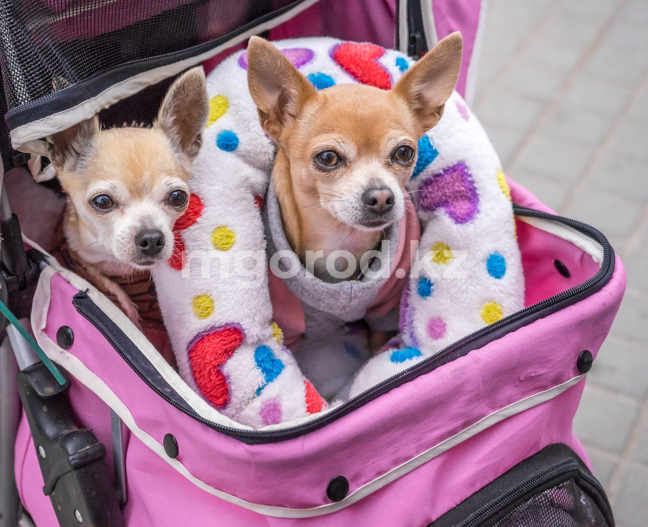 Гибель собаки за 2000 евро: суд обязал ветклинику выплатить компенсацию