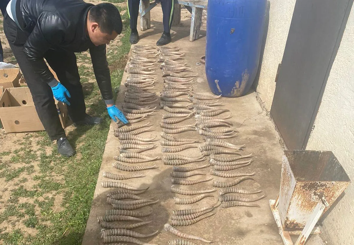 266 рогов сайги нашли у сельчанина в ЗКО