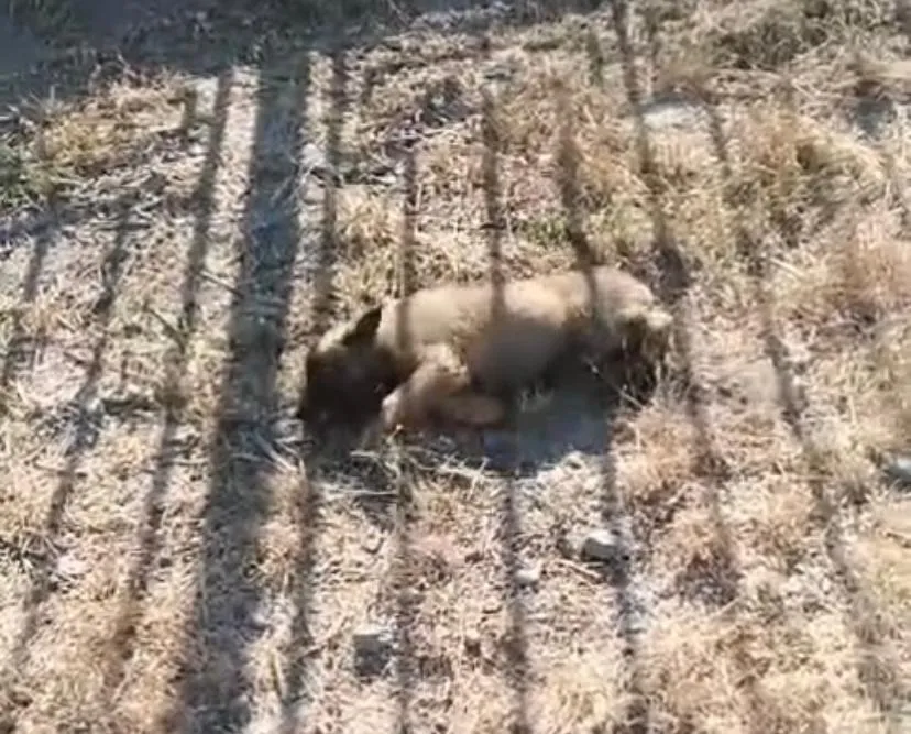 Мужчина швырнул щенка в забор детсада в Атырау