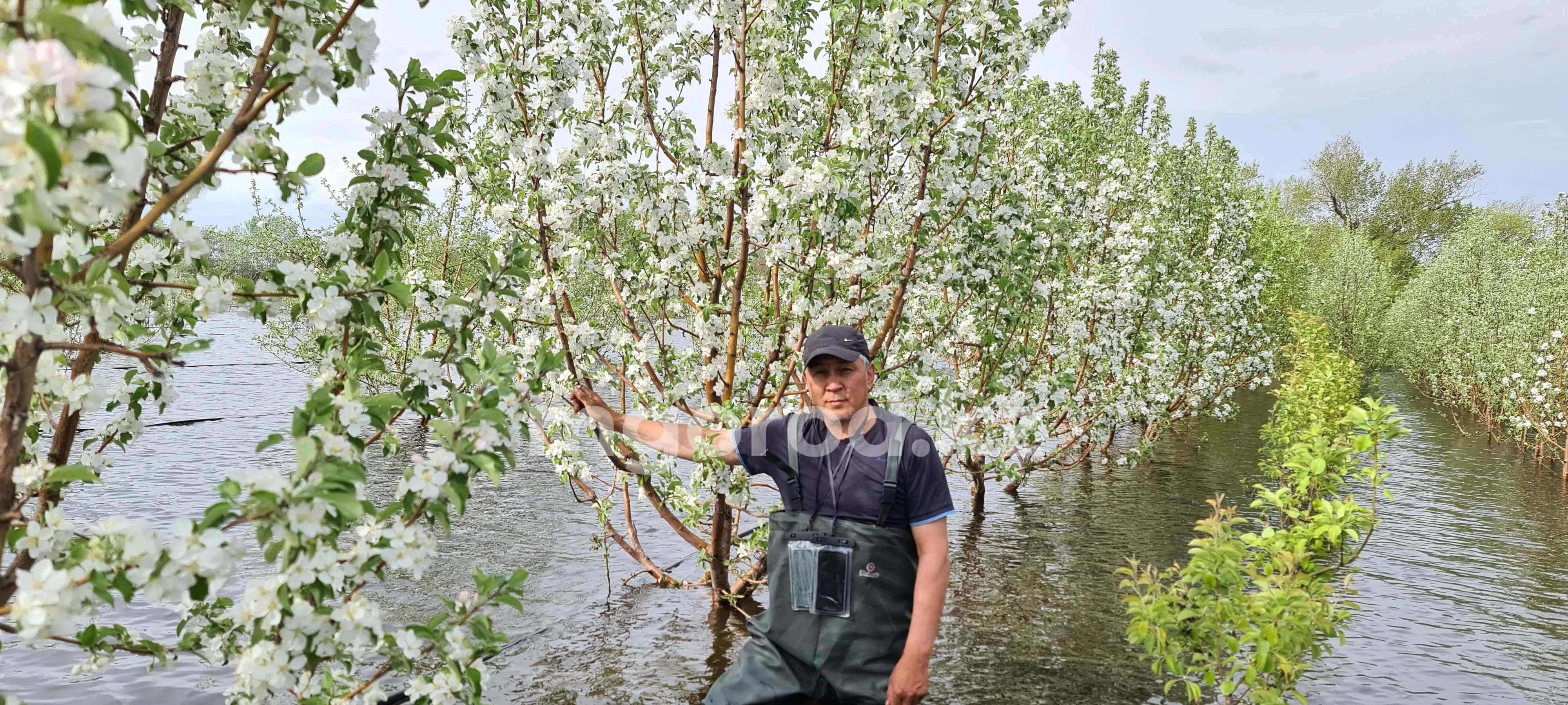 Сад-питомник Кайрата Каримова на грани исчезновения из-за паводков