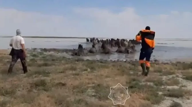 В Атырау спасли более 300 лошадей