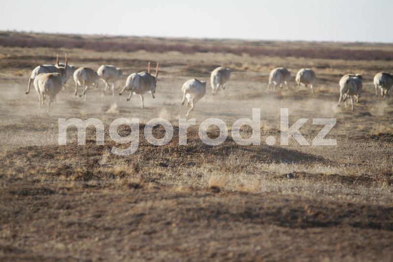 Выйти на пикет грозятся фермеры ЗКО