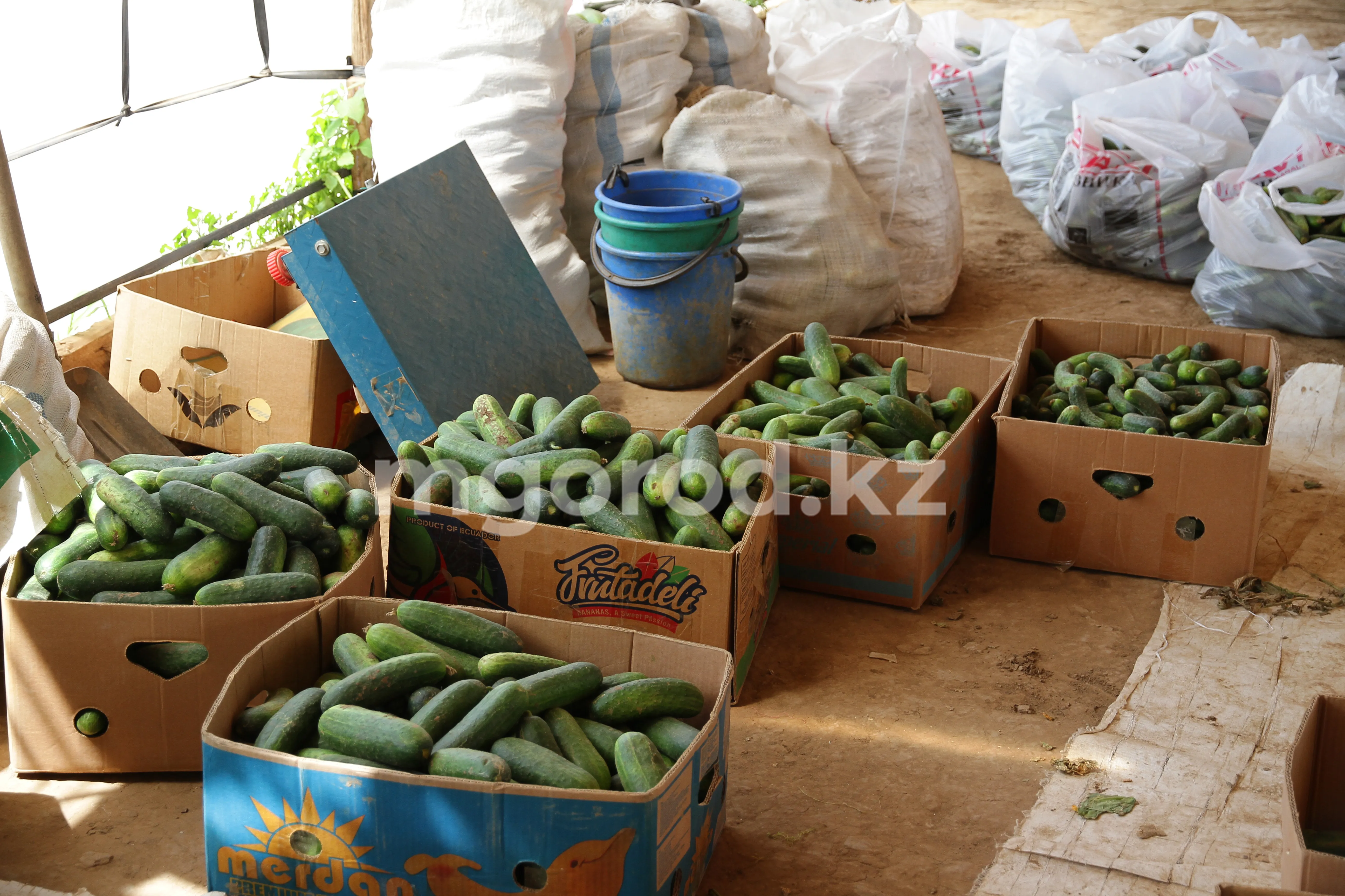 Первый после паводка урожай овощей собрали в Атырауской области