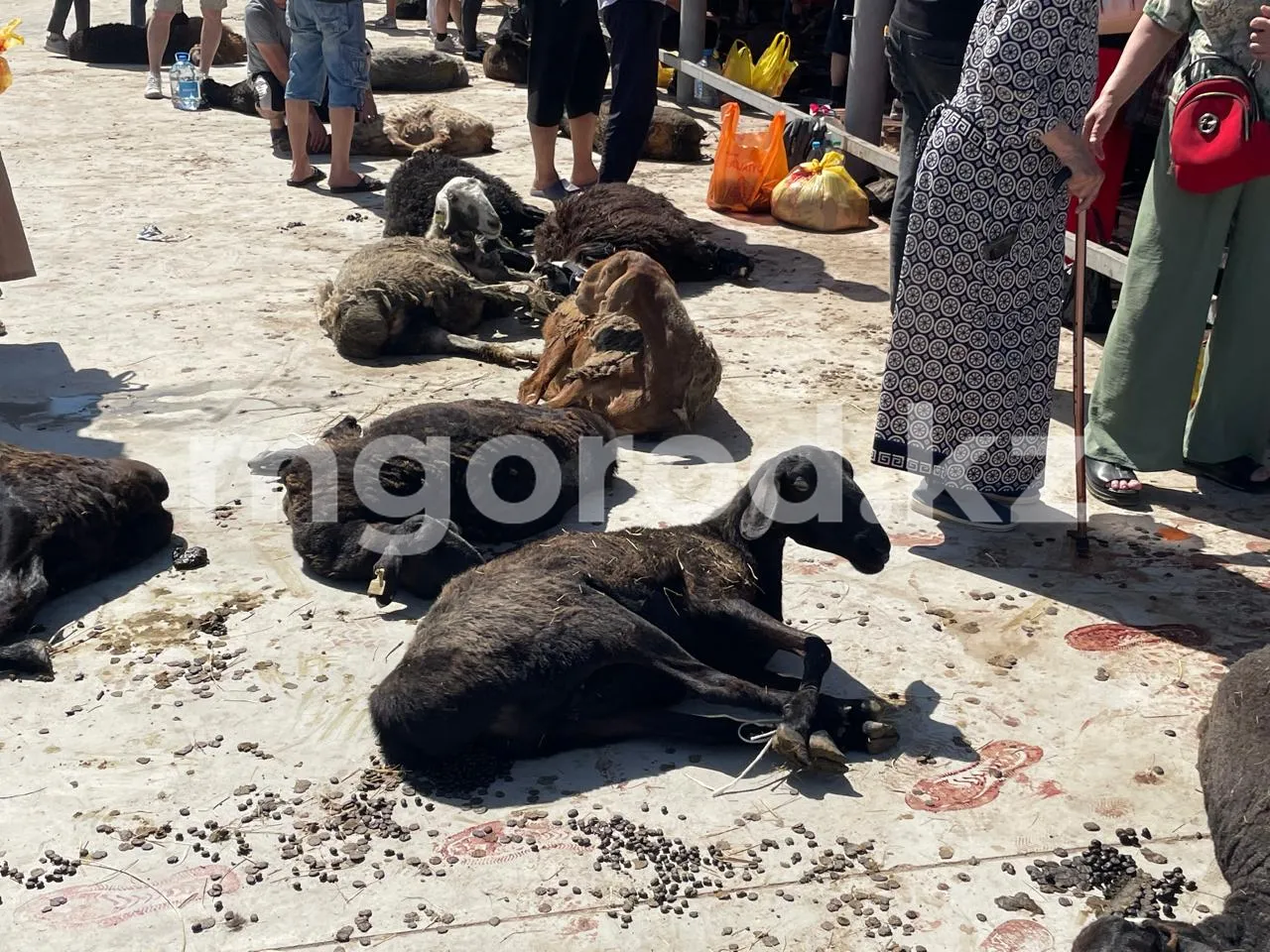 В Уральске отмечают Курбан айт