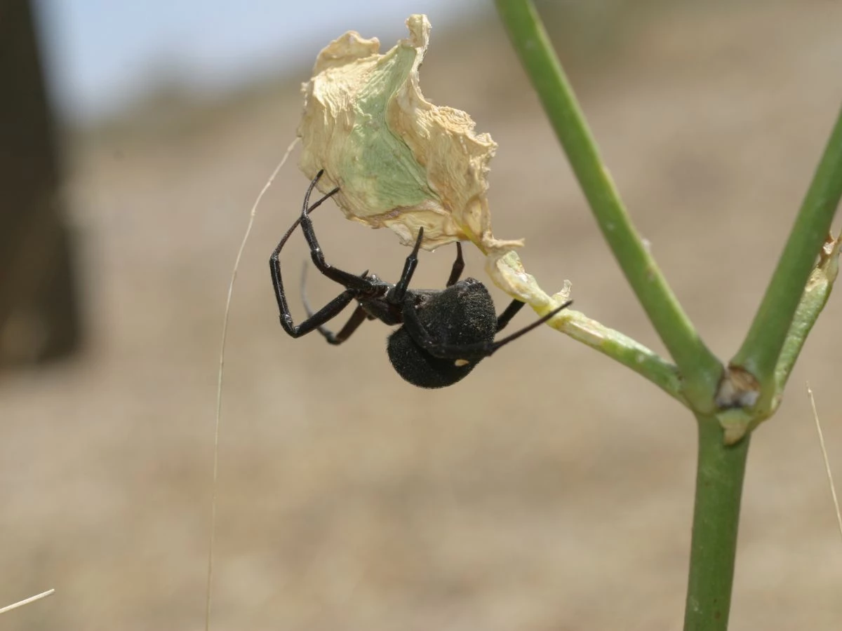 Нашествие ядовитых пауков в Атырау: люди в больницах, гибнет домашний скот
