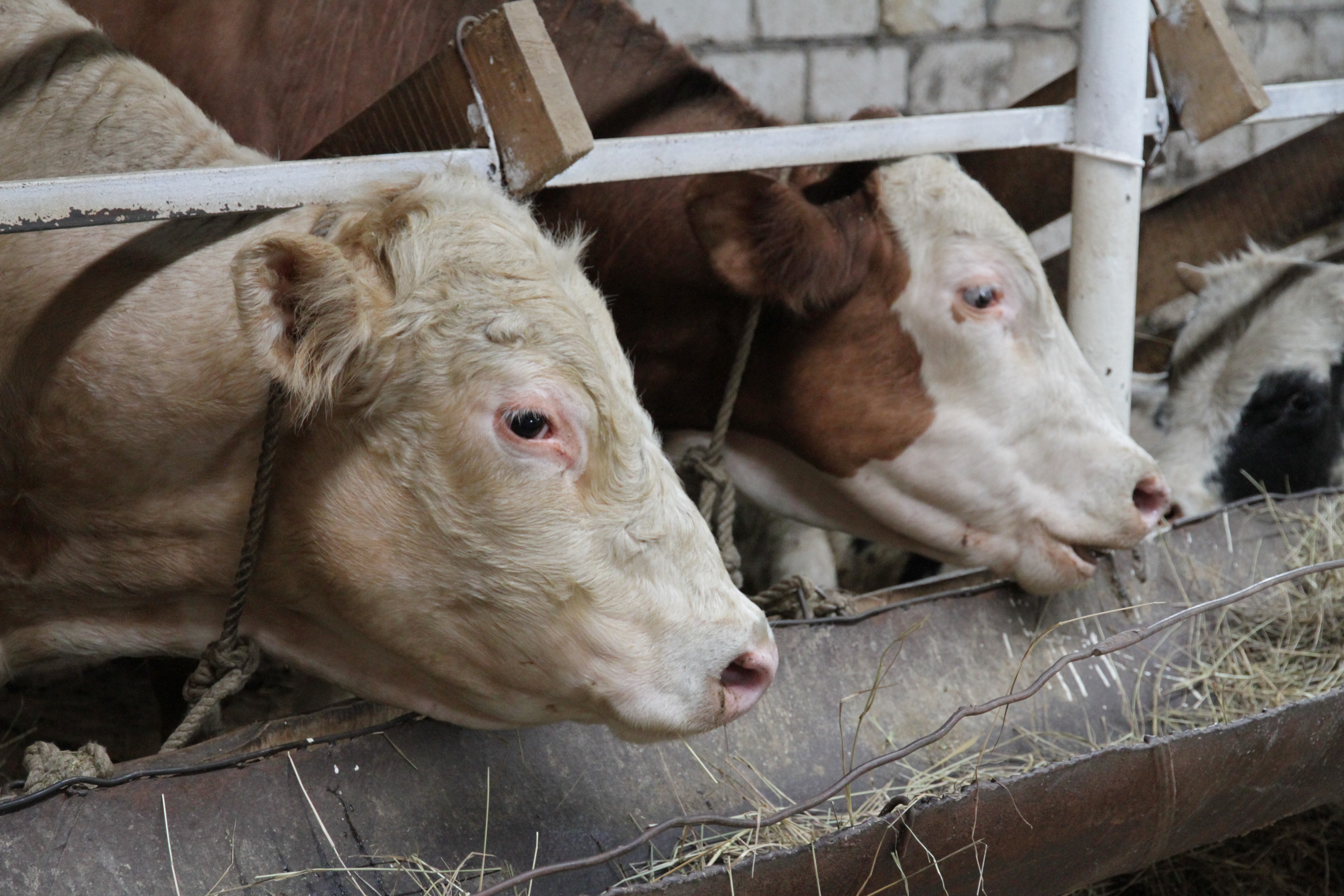 Ақтөбе облысында «Ауыл аманаты» бағдарламасын іске асыру үшін 4 млрд теңге бөлінді