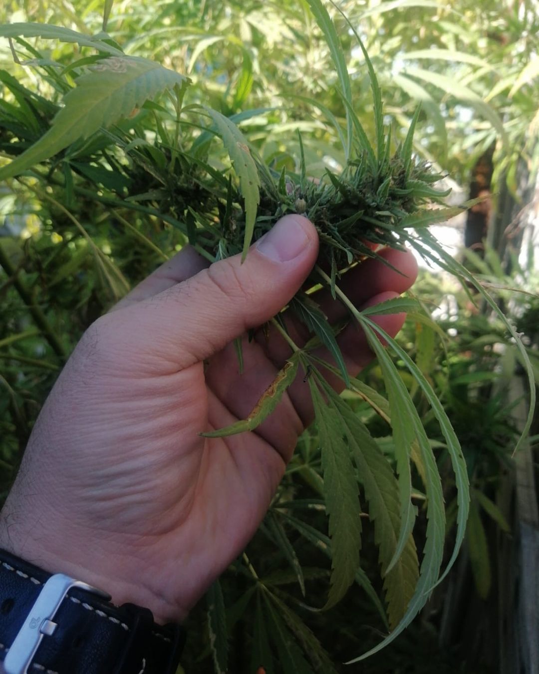 Свыше 90 кг наркотических веществ изъяли в ЗКО с начала года