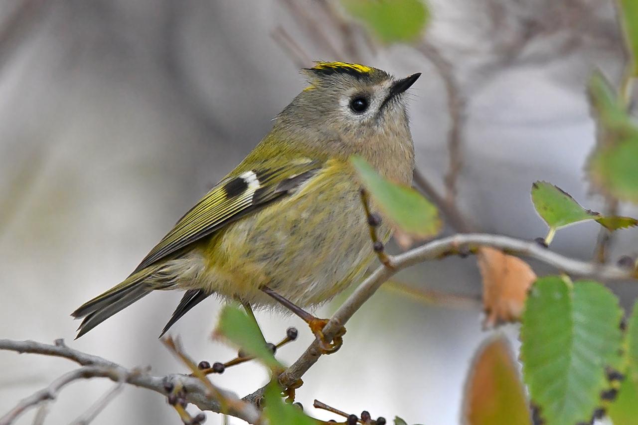 На Тенгизе замечена самая маленькая птица в Казахстане и Европе