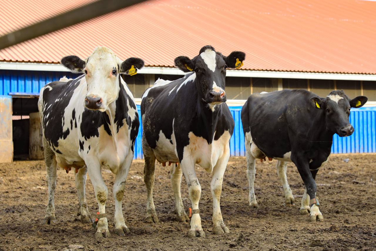 Скотокрадов задержали полицейские ЗКО