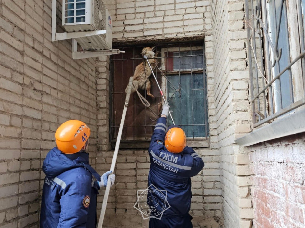 Оралда құтқарушылар түлкіні құтқарды