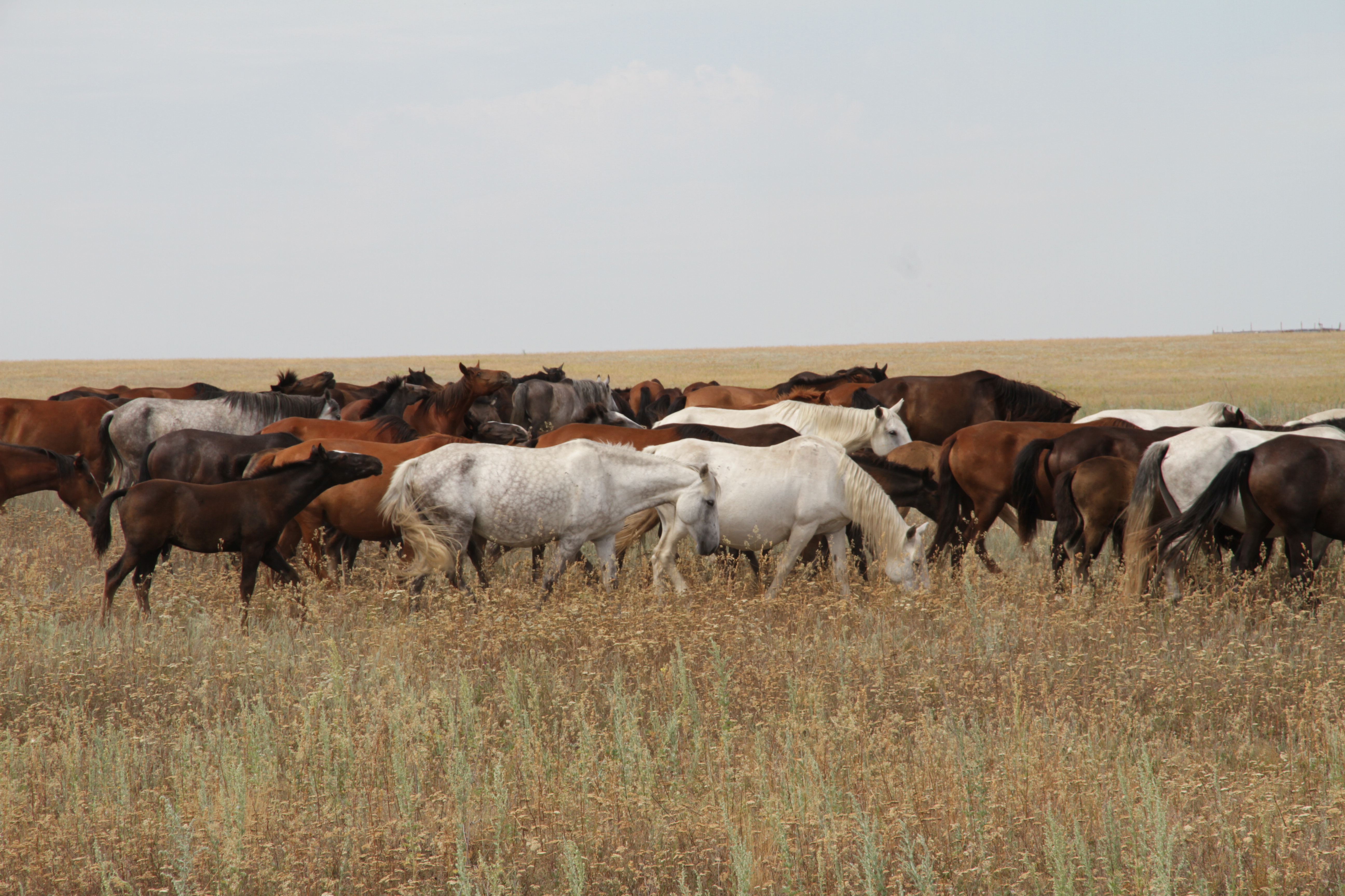 Почти миллион тенге выплатят жители ЗКО за выпас лошадей на чужом поле