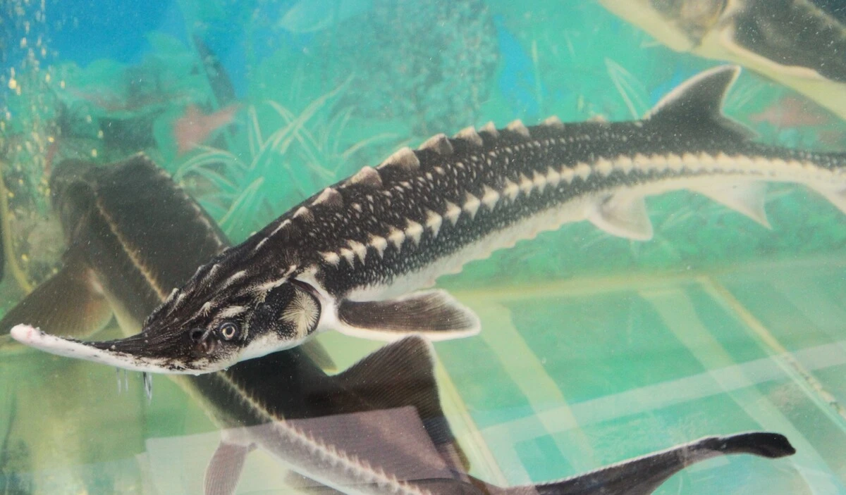 Маңғыстауда 455 келі бекіре тәркіленді