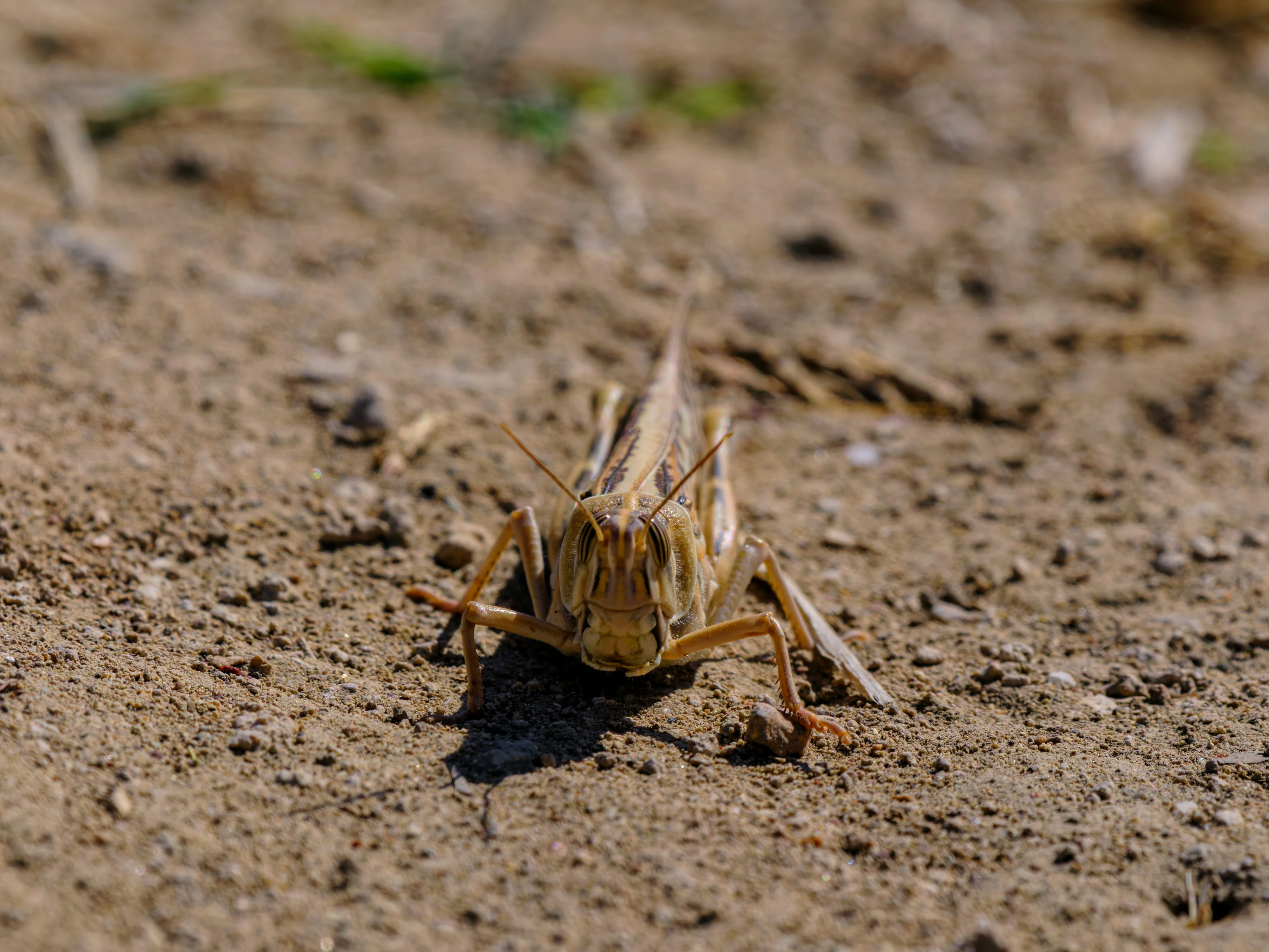 170 тысяч гектаров земли обработали от саранчи в ЗКО