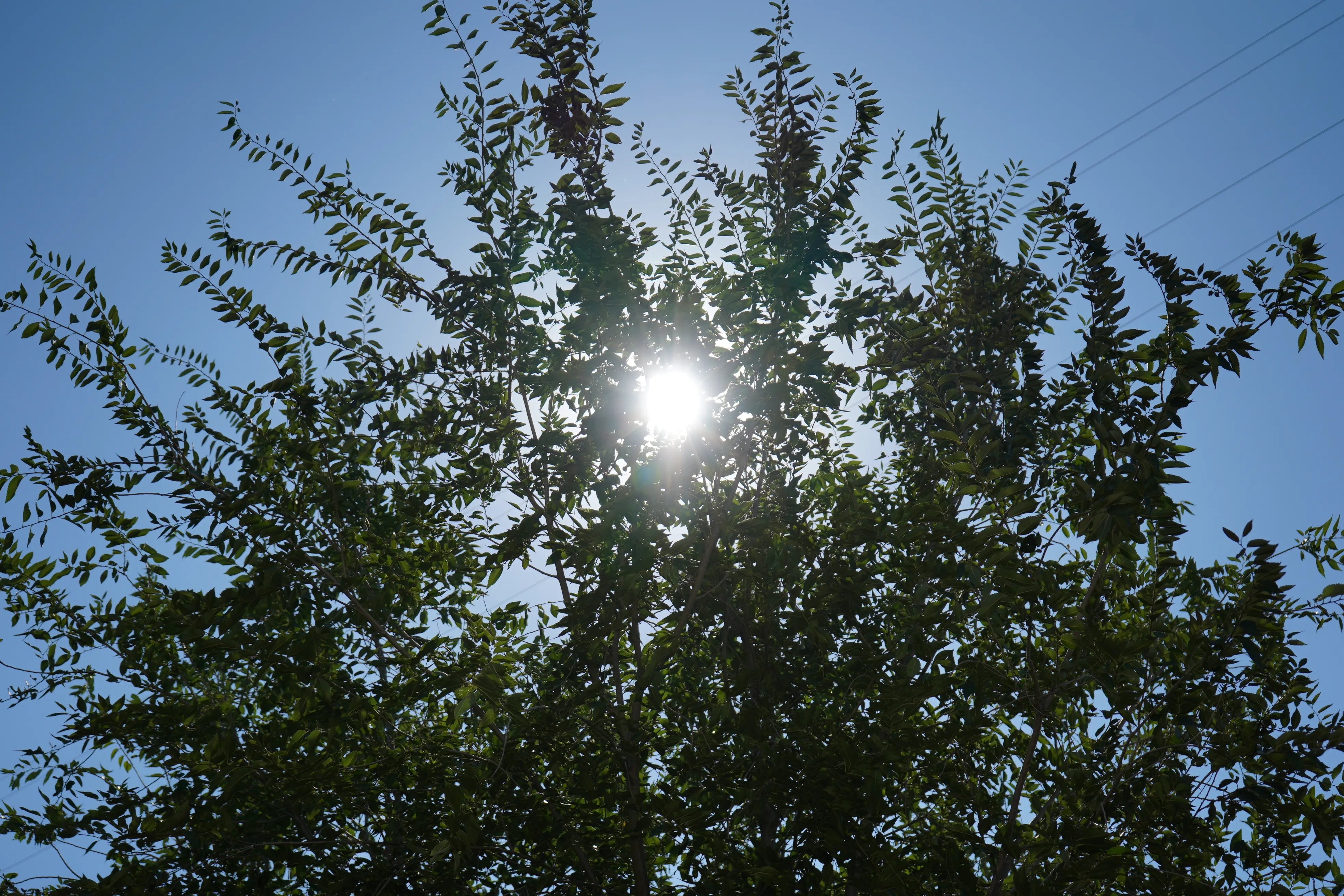 До 28 градусов тепла ожидается в выходные на западе Казахстана