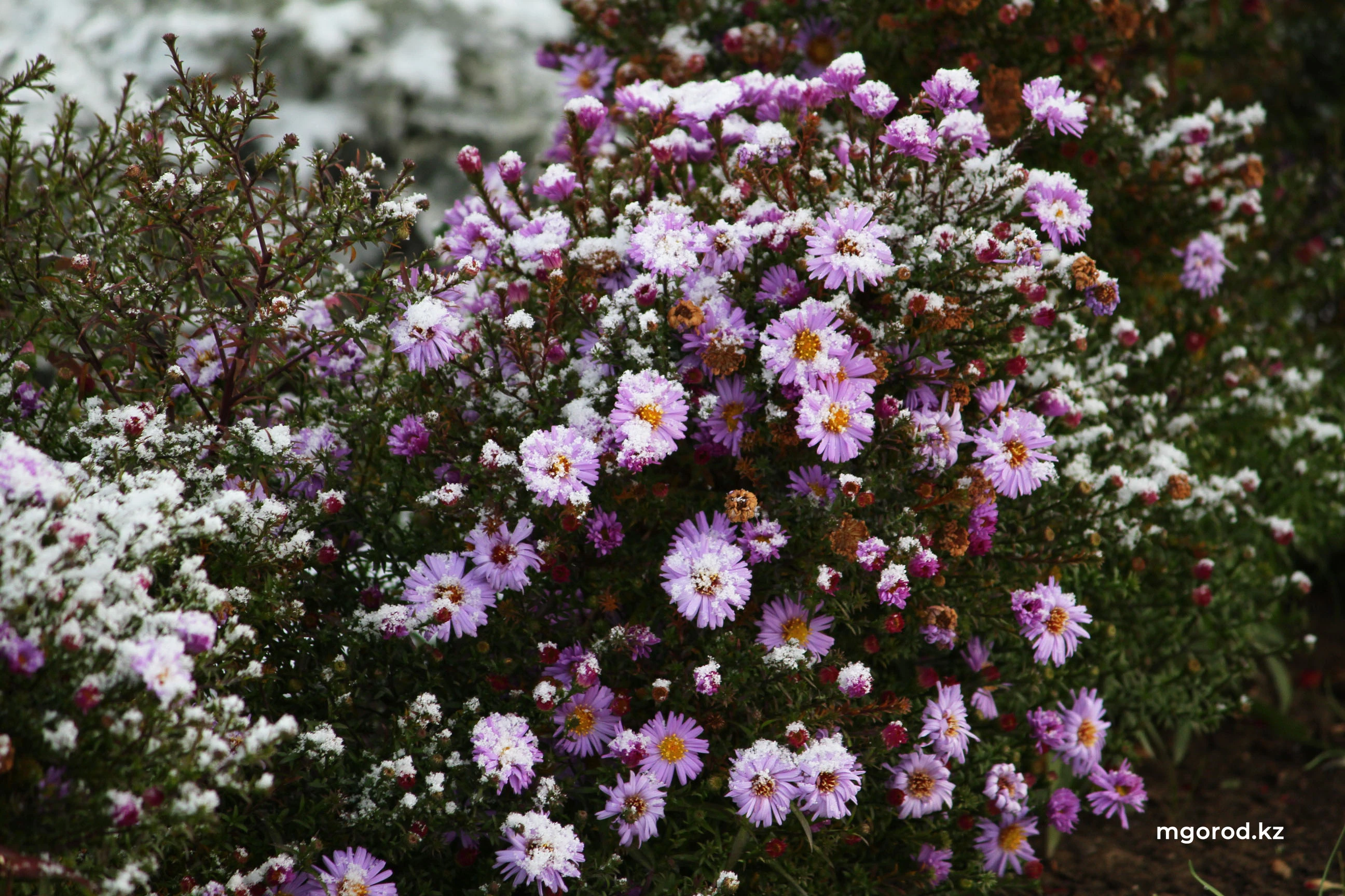 Сильный ветер и пыльная буря ожидается жителей Западного Казахстана 12 сентября