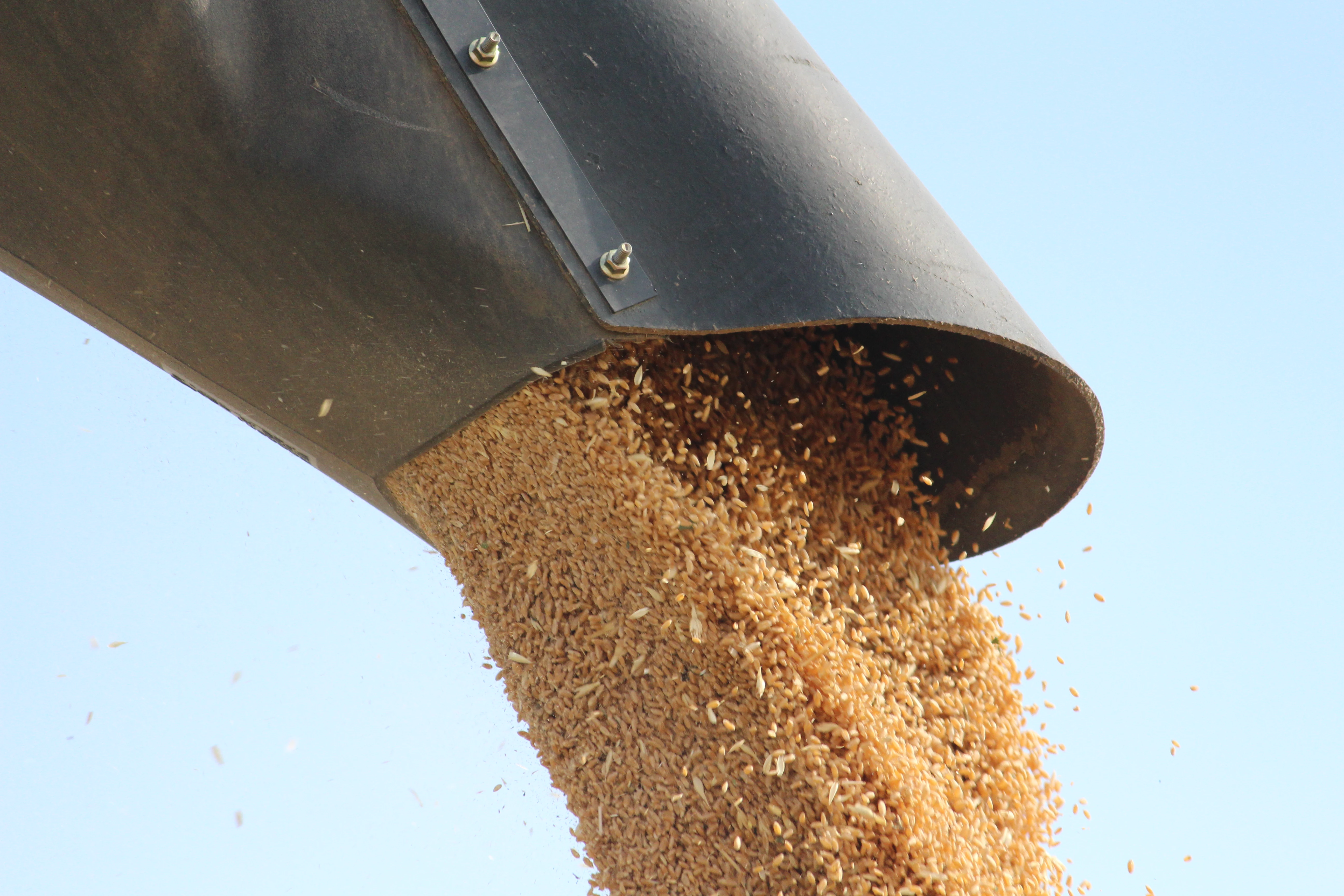 Наполовину сократился экспорт пшеницы в Казахстане