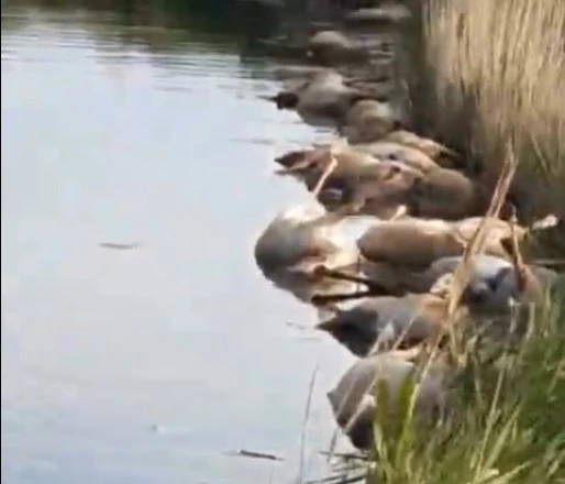 Более 100 сайгаков затоптали друг друга при переходе реки в Актюбинской области