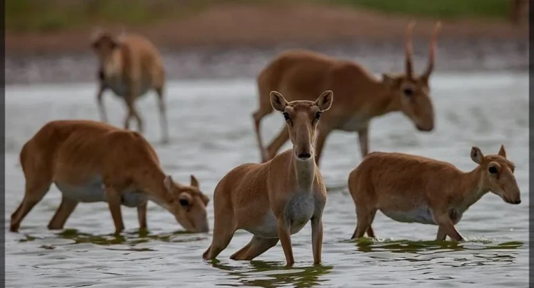 Окот сайгаков начался в ЗКО