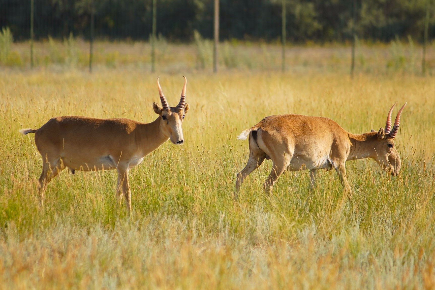 В ЗКО продают мясо сайгаков по 1600 тенге за кило: где его можно купить