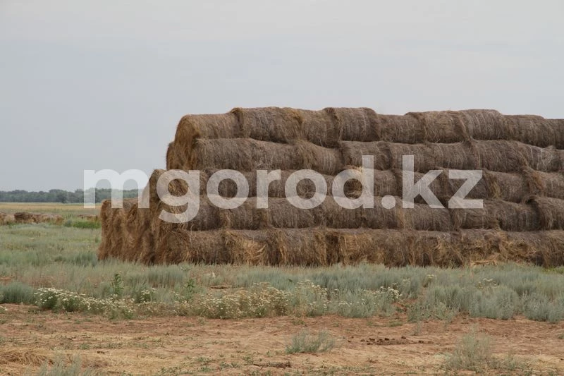 Земли полигона «Капустин Яр» временно отдадут под сенокос в ЗКО