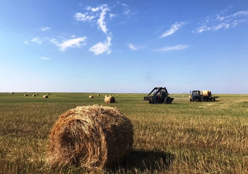 600 тысяч тонн зимних кормов заготовили в Атырау